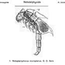 Image of Notopterophorus micropterus Sars G. O. 1921