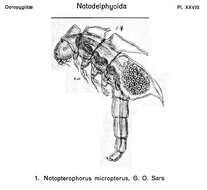 Image of Notopterophorus micropterus Sars G. O. 1921
