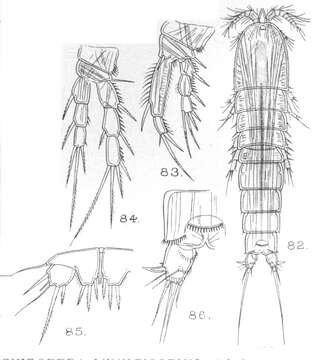 Image of Schizopera fimbriata Sars G. O. 1909