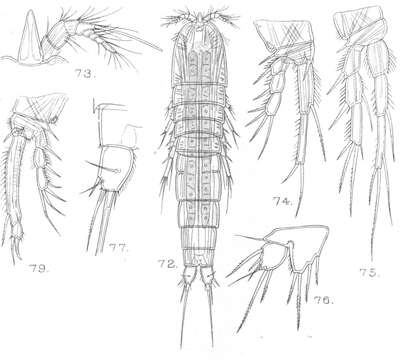 Image of Schizopera minuticornis Sars G. O. 1909