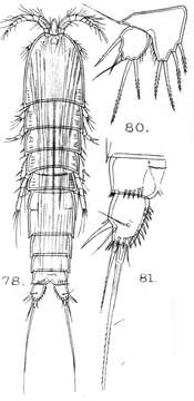 Image of Schizopera spinulosa Sars G. O. 1909