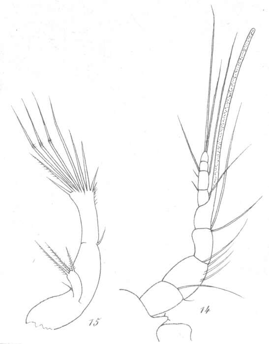 Sivun Amphiascus parvulus (Claus 1866) kuva