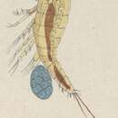 Image of Amphiascus parvulus (Claus 1866)