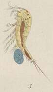 Amphiascus parvulus (Claus 1866)的圖片