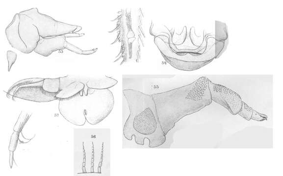 Image of smalleyed fishlouse