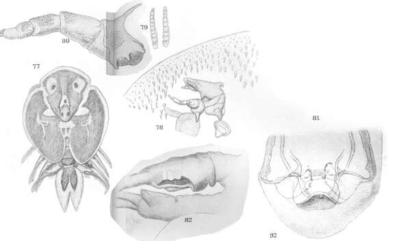 Image of Puget fishlouse