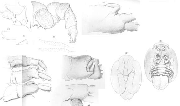 Image of Argulus scutiformis Thiele 1900