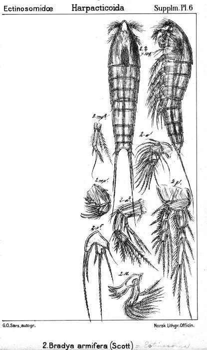 Image de Bradya armifera (Scott T. & Scott A. 1896)