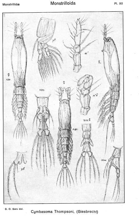 Image de Cymbasoma thompsonii (Giesbrecht 1893)