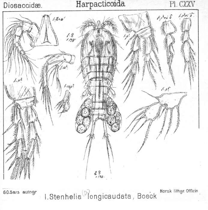 Sivun Delavalia longicaudata (Boeck 1872) kuva