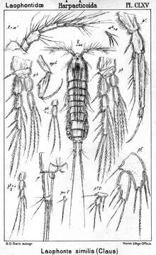 Image de Laophonte similis (Claus 1866)