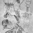 Image of Lepeophtheirus erecsoni Thomson G. M. 1891