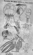 Image de Lepeophtheirus erecsoni Thomson G. M. 1891