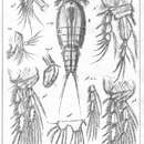 Image of Idomenella coronata (Scott T. 1894)