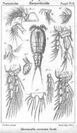 Image of Idomenella coronata (Scott T. 1894)