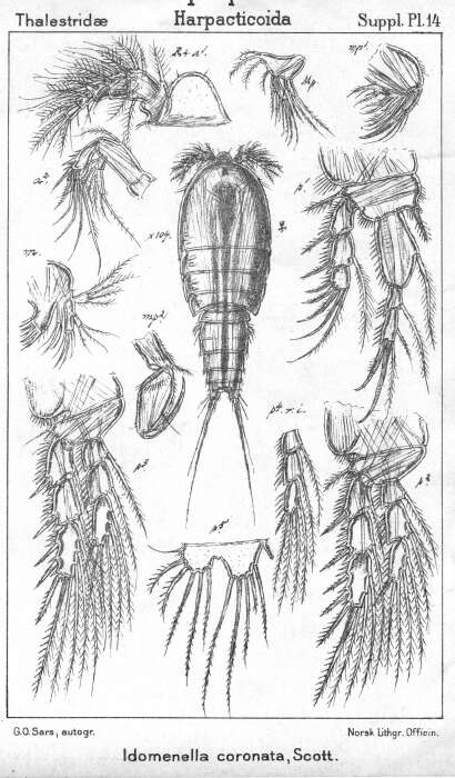 Image de Idomenella coronata (Scott T. 1894)