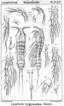 Image de Laophonte longicaudata longicaudata Boeck 1865