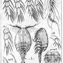 Image of Dermatomyzon nigripes nigripes (Brady & Robertson 1876)