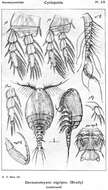 Image of Maxillopoda