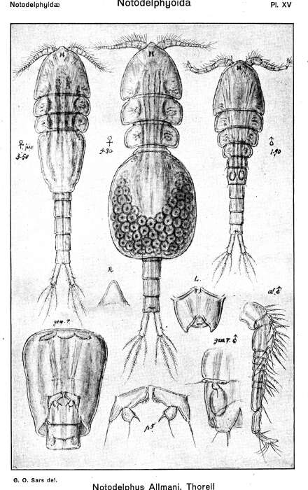 Image de Notodelphyidae Dana 1853