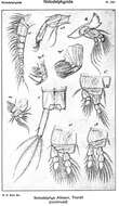 Image of Notodelphyidae Dana 1853