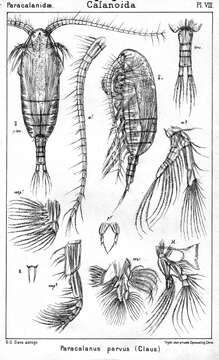 Image of Paracalanus parvus parvus (Claus 1863)