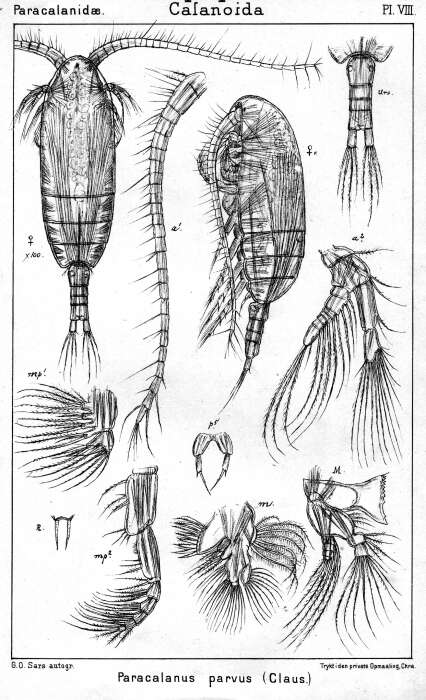 Image of Paracalanus parvus parvus (Claus 1863)