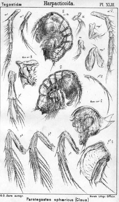 Image of Porcellidium fimbriatum fimbriatum Claus 1863