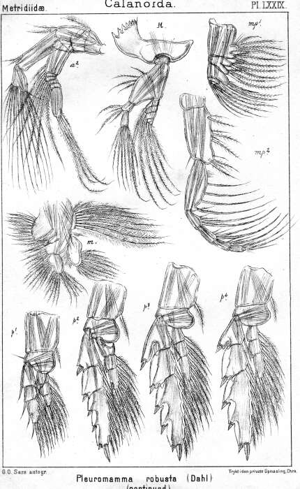 Image of <i>Pleuromamma robusta</i> (F. Dahl 1893)