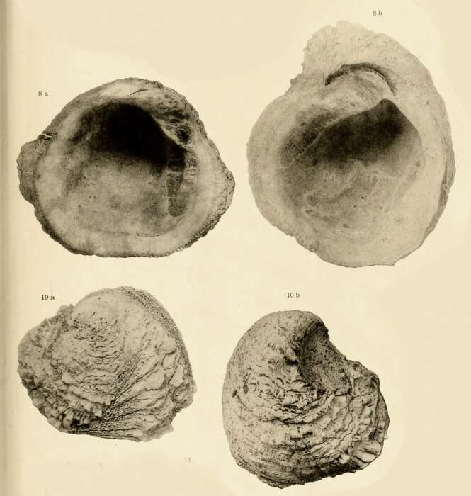 Image de Pseudochama gryphina (Lamarck 1819)
