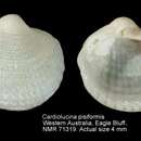 Image of Cardiolucina pisiformis (Thiele 1930)