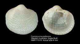 Image of Cardiolucina pisiformis (Thiele 1930)