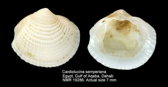 Sivun Cardiolucina semperiana (Issel 1869) kuva