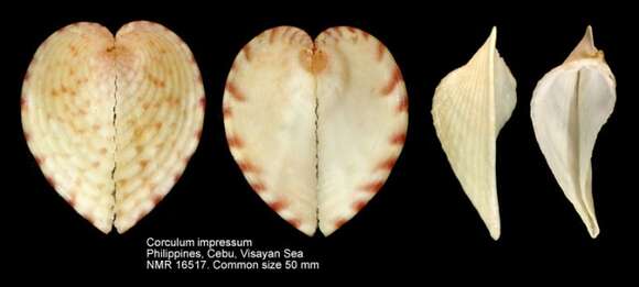 Corculum impressum (Lightfoot 1786)的圖片