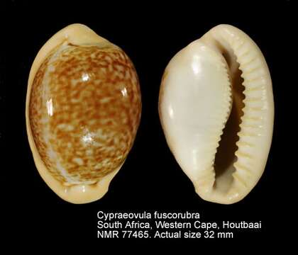 Image of Cypraeovula fuscorubra (Shaw 1909)