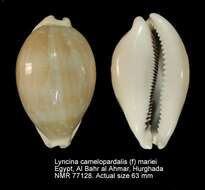 Image of camel cowrie