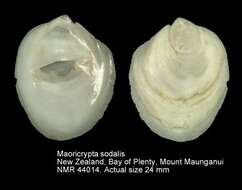 Image of Maoricrypta sodalis B. A. Marshall 2003