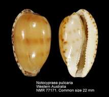 Image of Notocypraea pulicaria (Reeve 1846)