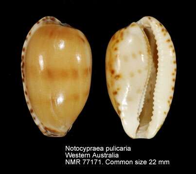 Image of Notocypraea pulicaria (Reeve 1846)