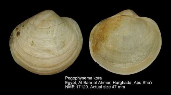 Image de Pegophysema kora (J. D. Taylor & Glover 2005)