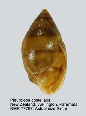 Image of Pleuroloba costellaris (H. Adams & A. Adams 1854)