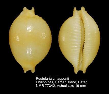 Image of Pustularia chiapponii Lorenz 1999