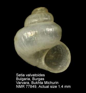 Image of Setia valvatoides (Milaschewitsch 1909)