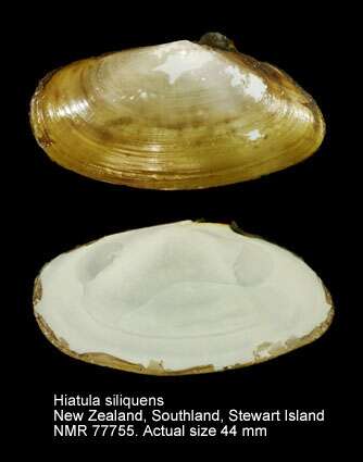 Image of Hiatula siliquens (Willan 1993)