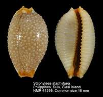 Image of Staphylaea staphylaea (Linnaeus 1758)