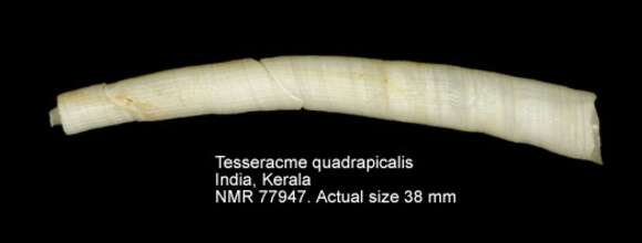 Image of Tesseracme quadrapicalis (G. B. Sowerby II 1860)