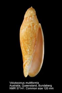 صورة Volutoconus multiformis Bail & Limpus 2013