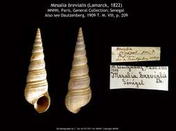 Image of Mesalia brevialis (Lamarck 1822)