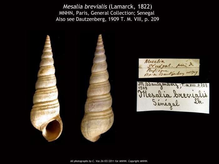 Image of Mesalia brevialis (Lamarck 1822)
