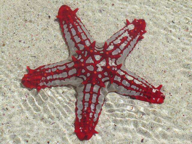 Image of red knob sea star